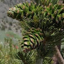 Limber Pine (Pinus flexilis) - 1 small tube - West Greeley Conservation District