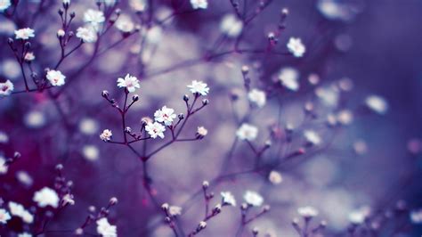 Lavender Flower Wallpapers HD Free Download