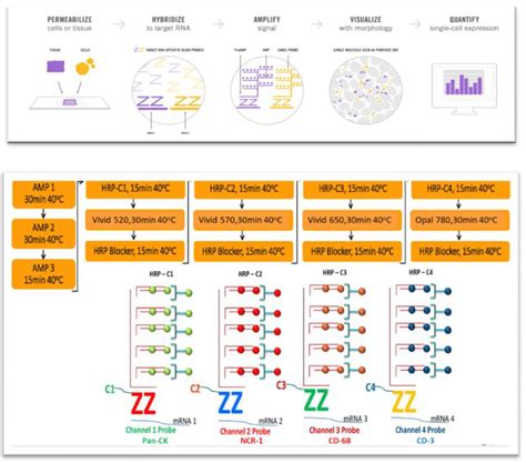 Workflow of RNAscope Multiplex Fluorescent V2 assay. | Download Scientific Diagram