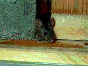 Diseases carried by mice - Online Biology Dictionary