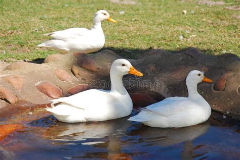 Baby ducks in a pond stock photo. Image of swim, animals - 297018