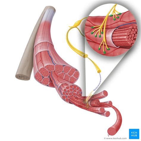 Neuromuscular junction: Parts, structure and steps | Kenhub