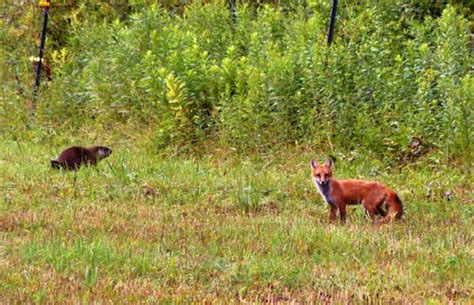 The Fox and the Groundhog by guitarplayer2571 on YouPic