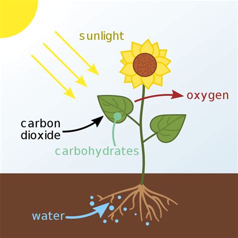 Photosynthesis Diagram: From Beginning To End | Science Trends