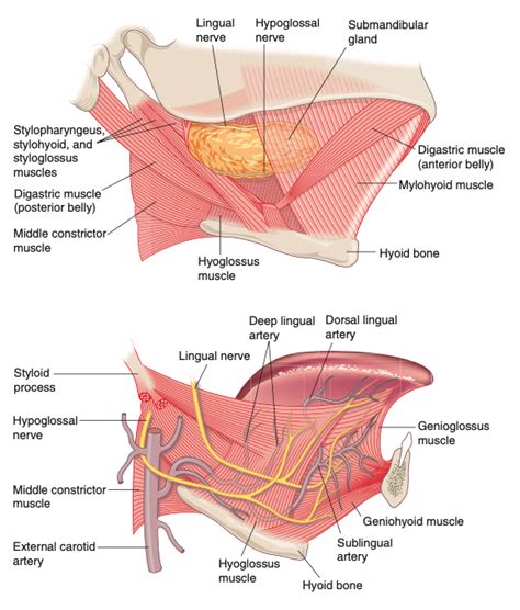 Stylohyoid Muscle Labeled