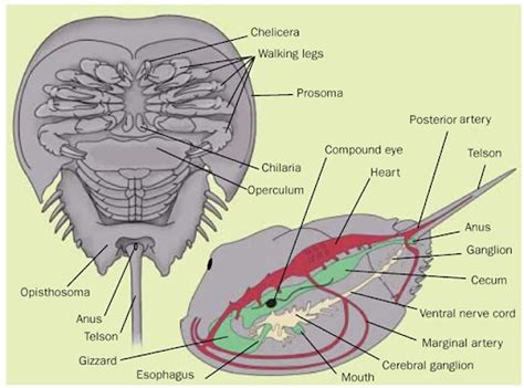 Horseshoe Crab Anatomy - Anatomical Charts & Posters