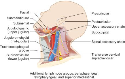 Jugular Lymph Nodes