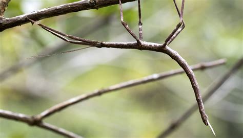 Facts About the Walking Stick Bug | Sciencing