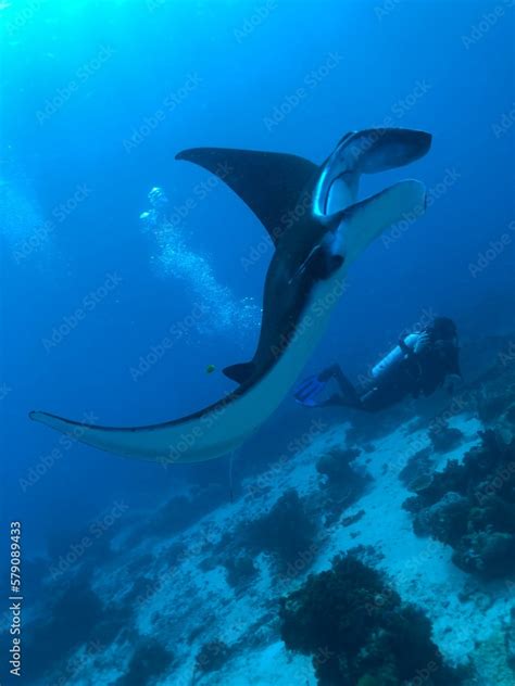 Manta Ray: The Reef Manta Ray (Mobula alfredi) is one of the largest and most iconic marine ...