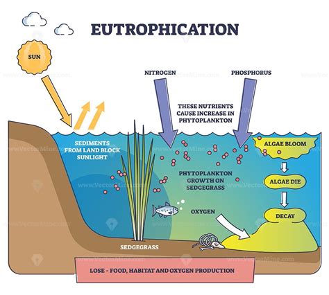 Eutrophication process explanation and water pollution stages outline ...