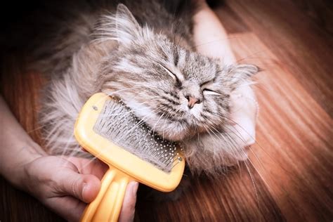 Best Cat Brush - Latest Detailed Reviews | TheReviewGurus.com