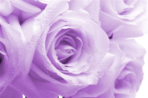 Purple Roses Background