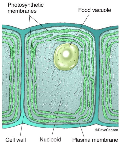 Cyanobacteria Cell Structure | Carlson Stock Art