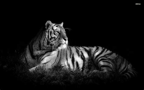 √ White Tiger Wallpapers