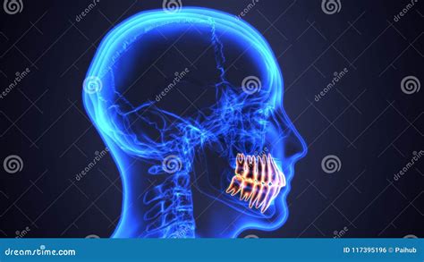 Skeleton and Teeth Anatomy. Medical Accurate 3D Illustration Stock Illustration - Illustration ...