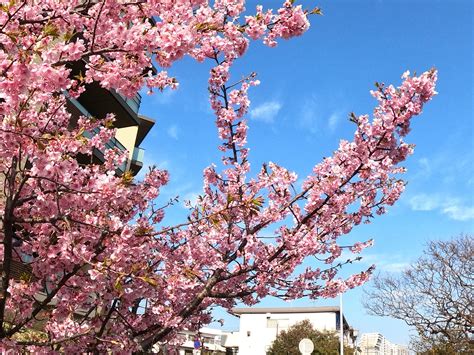 Japanese Sakura ( Yokohama ) : r/scenery