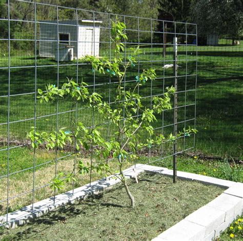 Part 6: Growing Dwarf Fruit Trees in Your Mini Fruit Garden - Abundant ...