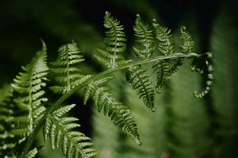 Fern Fronds Plant - Free photo on Pixabay