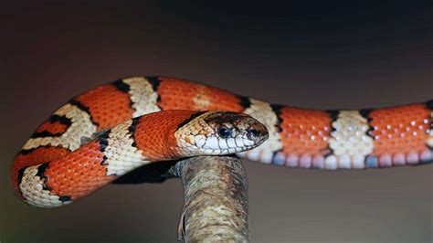 Cutest Pet Snakes (With 7 Examples and Pictures) - Amado Pets