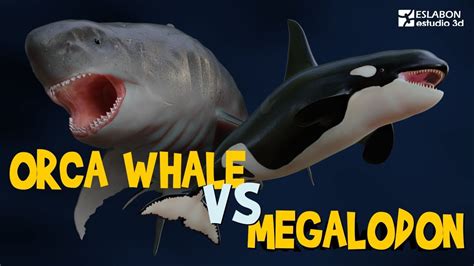 Killer Whale Vs Megalodon? Quick Answer - Barkmanoil.com