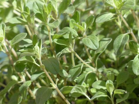 Marjoram - characteristics, cultivation, care and use - live-native.com