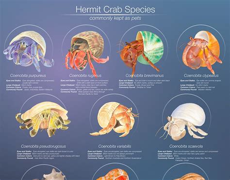 Hermit Crab Size Chart