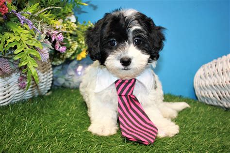 Malti Poo Puppies For Sale - Long Island Puppies