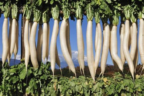 The Health Benefits of Daikon Radish - Health & Detox & Vitamins