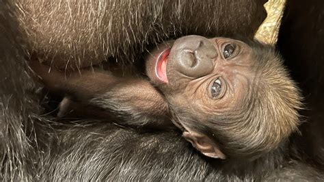 New addition at DC zoo: Baby gorilla is first to be born in five years, staff is 'overjoyed ...