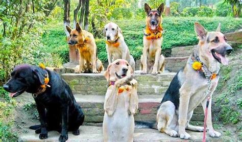 Dog Festival | A Festival Dedicated for Dogs | Attractive Travel Nepal : Attractive Travels and ...