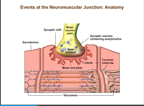 Neuromuscular Junction | Pearson+ Channels