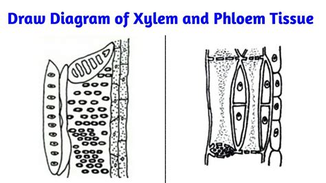 Xylem And Phloem Diagram Draw A Neat Labelled Diagram Of Xylem And Phloem And A Reading ...