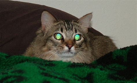 Ever Wonder Why Your Cat's Eyes Glow In Pictures?