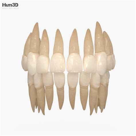 Teeth Anatomy Model