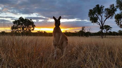 Kangaroo Wallaby Eating Sunset Australia Landscape Stock Video Footage - Storyblocks