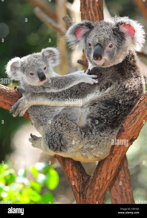 Baby Koala Bears