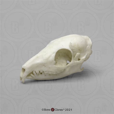 Tree Shrew Skull - Bone Clones - Osteological Reproductions