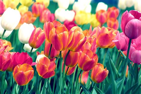 tulips, flowers, spring Wallpaper, HD Flowers 4K Wallpapers, Images and Background - Wallpapers Den