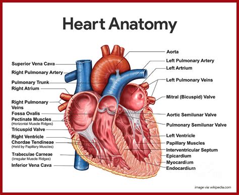 Heart Anatomy | Desktop Wallpapers