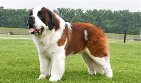 giant Saint bernard dog breed - Dog Breeders Guide