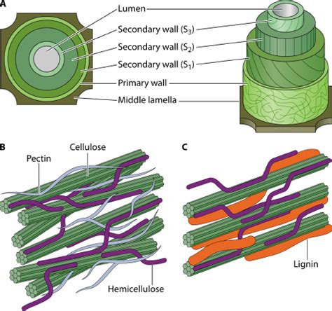 Simplified model of plant cell wall structure. (A) The structure... | Download Scientific Diagram