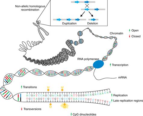 Mechanisms of de novo mutations. De novo mutations can arise because of ...