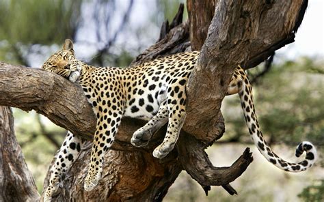 Animals: Sleeping Leopard, desktop wallpaper nr. 57702 by Striker