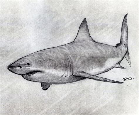 Great White Shark Drawings In Pencil