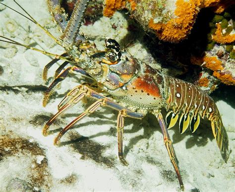 Caribbean Spiny Reef Lobster Photograph by Amy McDaniel - Pixels