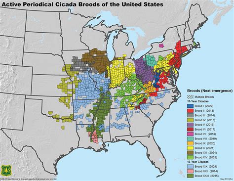 Explainer: What are cicadas? | Science News for Students