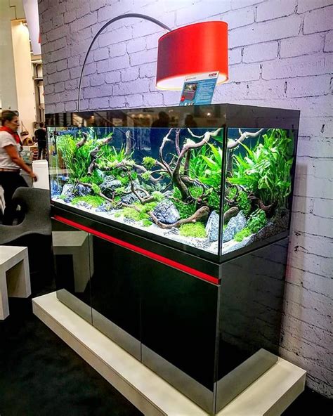 Acuario Para Principiantes ჱ Guía 2023 | Acuario3web | Fish aquarium decorations, Aquarium ...