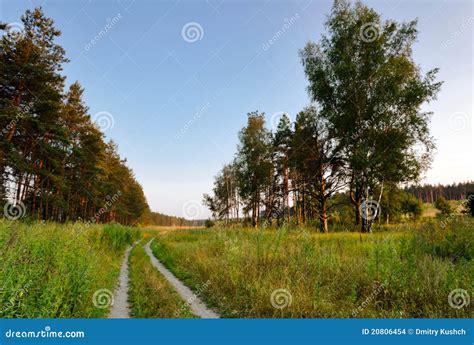 Sunset in summer field stock photo. Image of camomile - 20806454