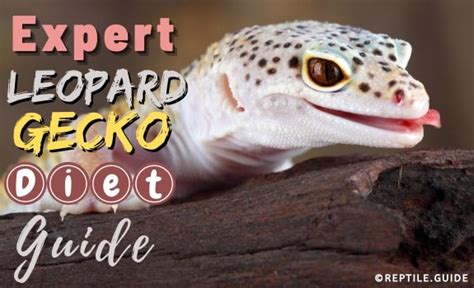 Leopard Gecko Diet & Feeding Guide: A MUST Read for a Healthy Pet!