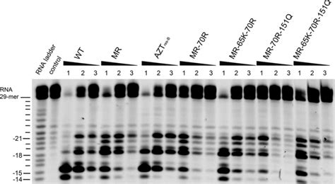 Qualitative RNase H assay. Autoradiogram of a typical RNase H cleavage... | Download Scientific ...